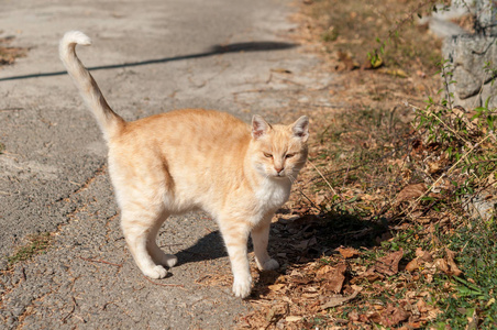 阳光街上的姜猫