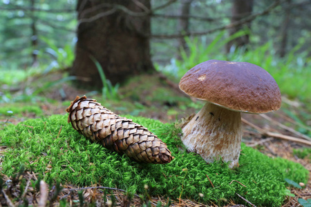 森林中绿色苔藓上的蘑菇和圆锥体