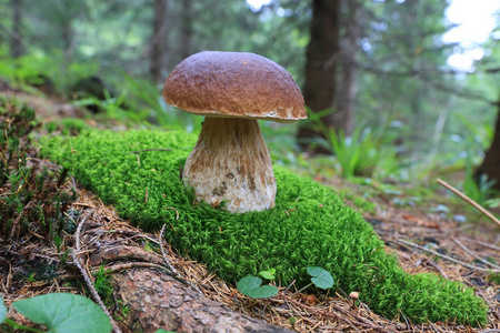 绿色苔藓上的美丽蘑菇