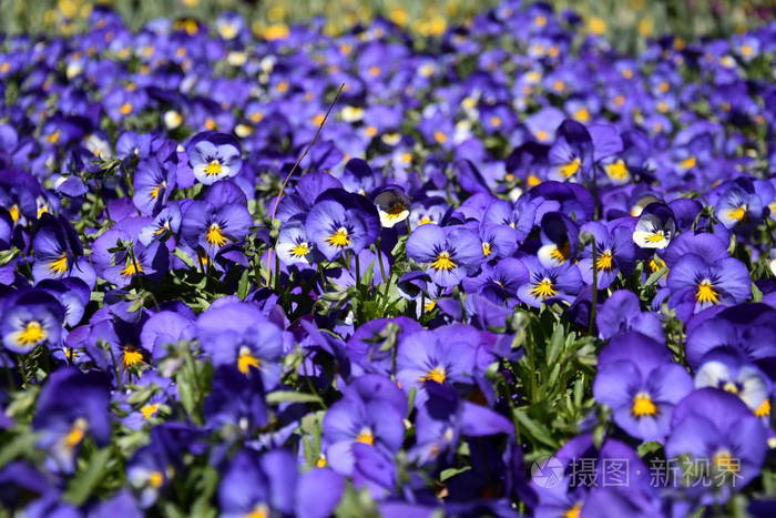 在花园里盛开的蓝色堇色花或娘娘腔合上盛开的春花开花的季节三色堇在