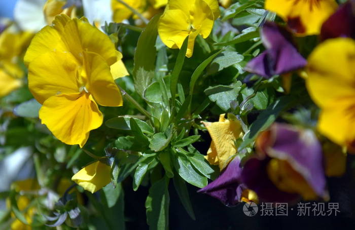 在花园里盛开的黄色堇花或娘娘腔合上盛开的春花开花的季节三色堇在