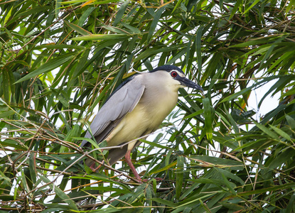 泰国竹树上的黑色冠夜鹭NycticoraxNycticorax。