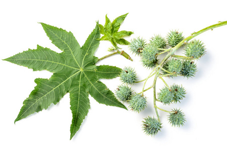 蓖麻的果实白色背景下分离的蓖麻叶和果实照片