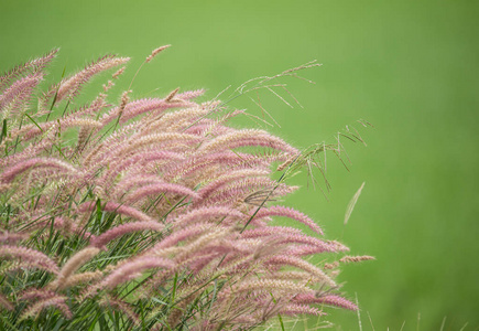 松鼠尾草(urriacrinita(l.)desv.绿色背景的exdc).照片