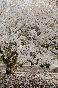 盛开的玉兰树，白色和粉红色的花。关闭