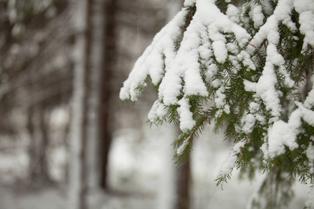 冬天的背景 冬天的森林 雪地下的树木照片 正版商用图片13i65u 摄图新视界