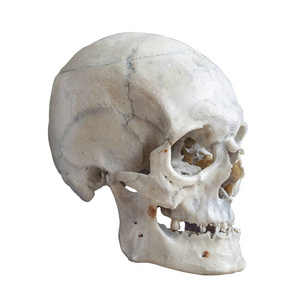 人的头骨被隔离在白色上。