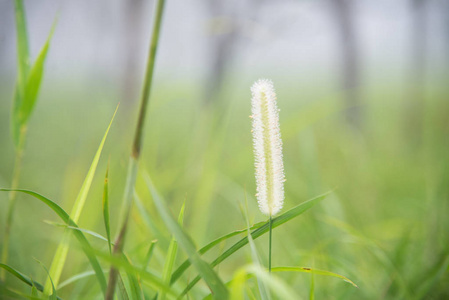 合上大自然中美丽的花朵..