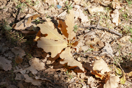 干燥的橡木叶子在地面上为背景特写