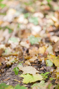 森林地板上五颜六色秋叶的背景特写