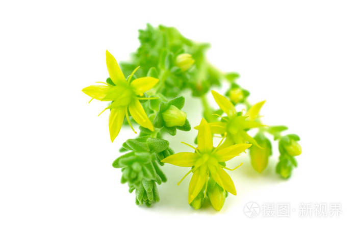 分离的匍匐茎sedum药用草本植物