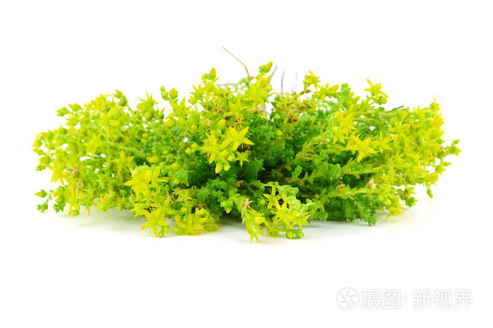 分离的匍匐茎(sedum)药用草本植物.