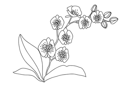兰花画插图. 黑白与线条艺术的白色背景.照片