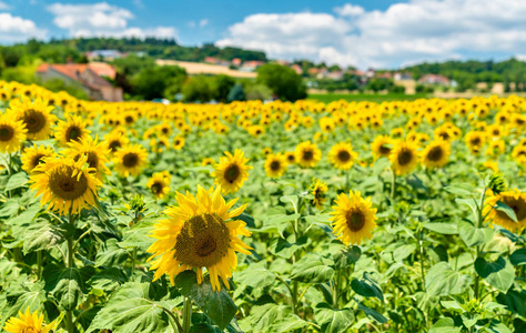 美丽的向日葵在法国中部的田野