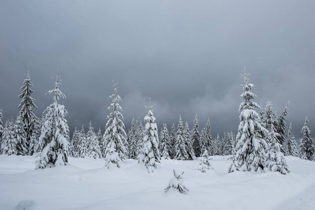 仙女冬季景观与杉树。 圣诞问候背景与雪山森林