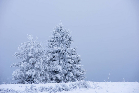 冬季景观有雪覆盖的松树和杉树。 圣诞节概念