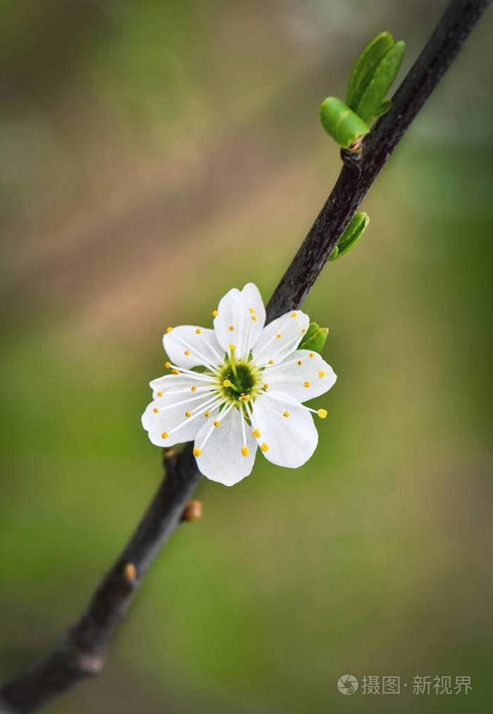 大自然的季节背景一朵白色的荆棘花