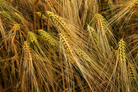 麦田。 金色小麦的耳朵紧贴着。 美丽的自然景观自然。 丰收的乡村景观。 草甸小麦田熟穗的背景。 丰收的概念