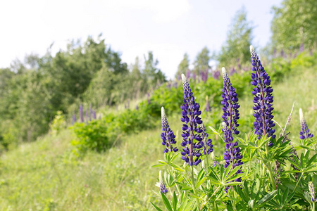 在草地和灌木丛的背景下,盛开的野生植物(盛开的莎莉)蓝色插画