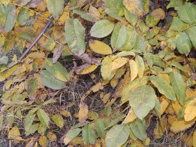 秋季植物及其果实地块