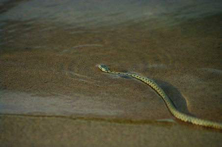 蛇游过阿克图巴河图片