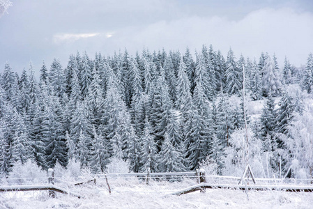 美丽的冬景，树上有雪