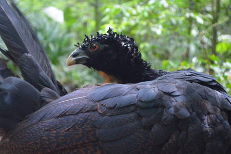 伊瓜苏生物公园的黑野鸟