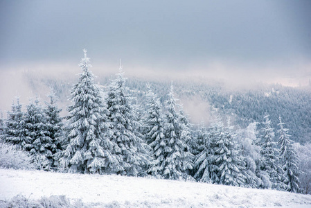 白雪覆盖的圣诞树构成的童话冬季景观