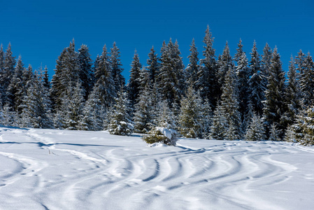 令人惊叹的冬季景观，雪覆盖的杉树森林