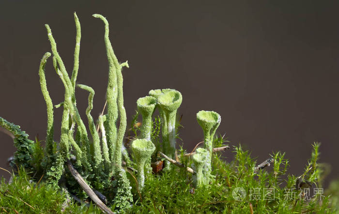 晨光中的绿色苔藓。 宏观封闭