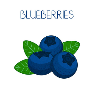 蓝莓。背景隔离的浆果和叶子。矢量