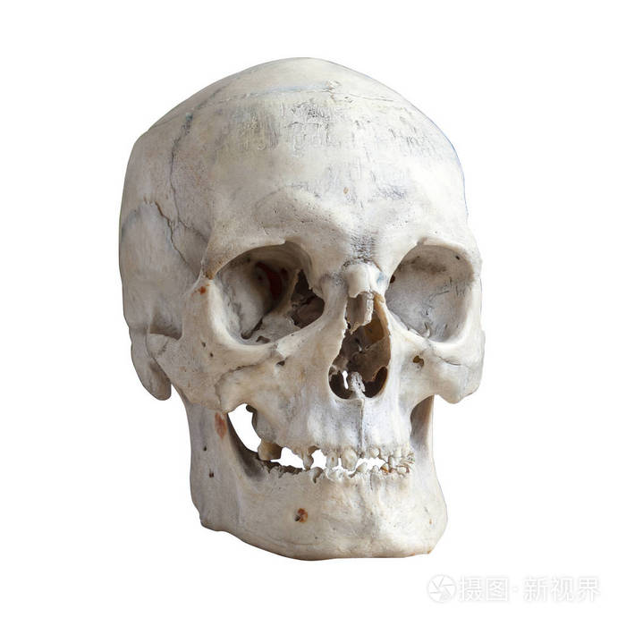 人类头骨孤立在白色上.
