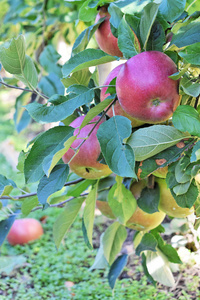 秋天的苹果园，勃拉伯恩和闲置的苹果