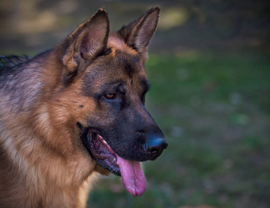 德国牧羊犬美丽的肖像