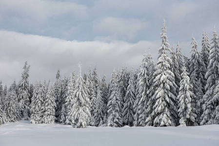 有雪杉树的圣诞节背景。 令人惊叹的冬季景观