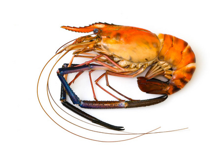 白色背景下分离的红色熟虾或龙虾的图像。 动物。 食物。