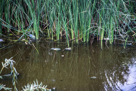 2015年8月8日，乌克兰敖德萨大量碎片和肮脏废水导致湖中藻类快速生长。水污染。生态问题