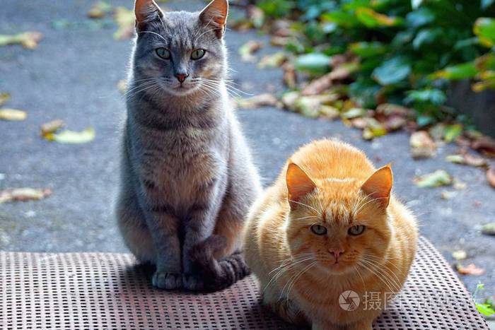 两只猫坐在街边的门阶上