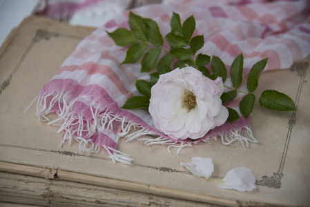 在粉红色围巾和旧书上合上白色玫瑰