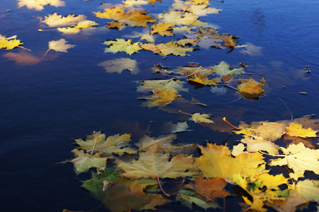 有秋叶背景纹理的水坑