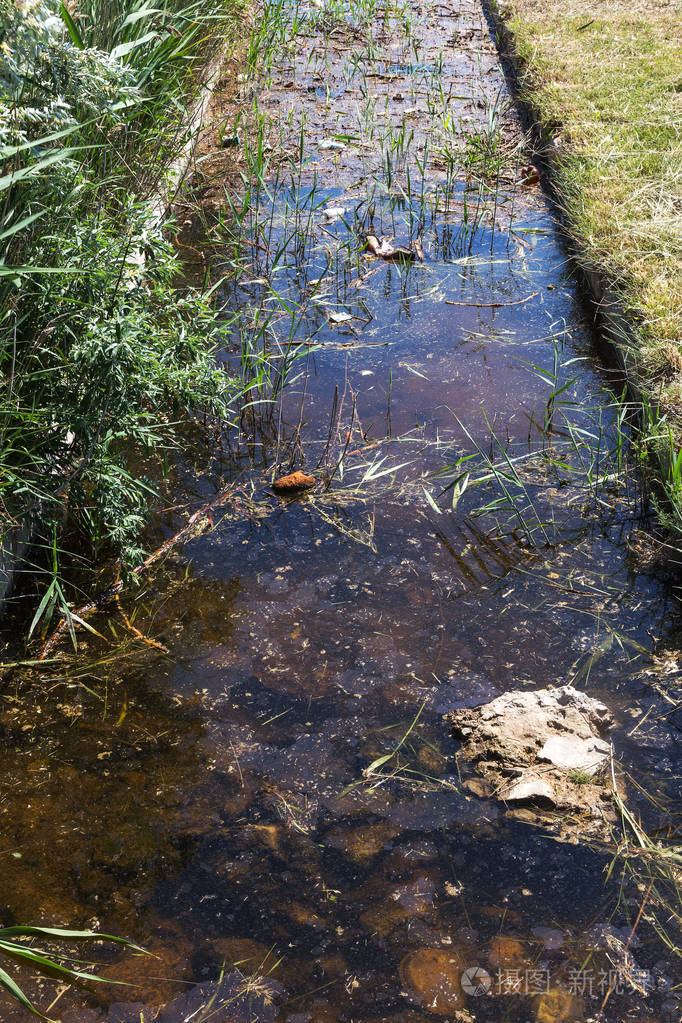 小河流灌溉渠道的脏污水和家庭垃圾导致藻类迅速生长. 水污染.
