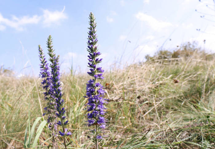 一个美丽的紫色维罗妮卡花在秋天的草地特写镜头在草丛中开花开花植物