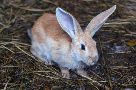 笼子里干草上一只可爱的小兔子的正面景色照片