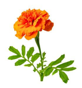橙色万寿菊图片