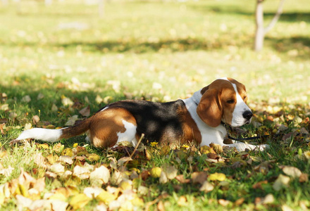 户外公园可爱的狗猎犬肖像。