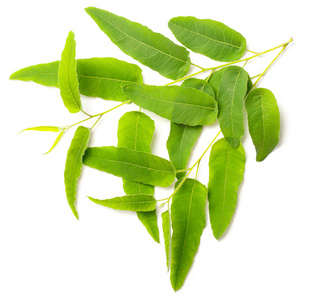 白色背景下分离的新鲜桉树叶西氏金银花, 柠檬香胶新