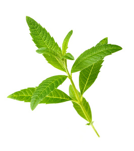 德庆柠檬桉叶图片