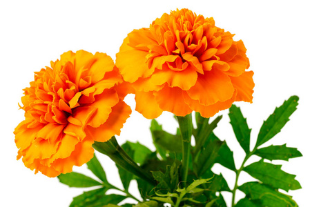 橙色万寿菊图片