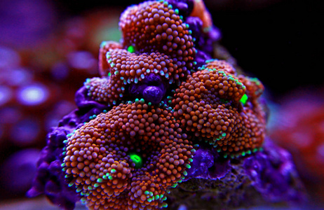 蓖麻蘑菇珊瑚太平洋水下花