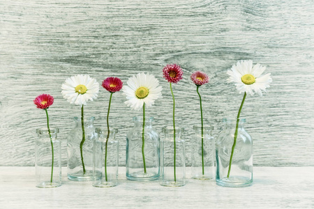 夏季创意静态生活以最小的风格。 浅灰色背景的小玻璃瓶中的白色和粉红色玛格丽特雏菊
